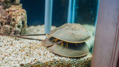 Horseshoe Crab - Small