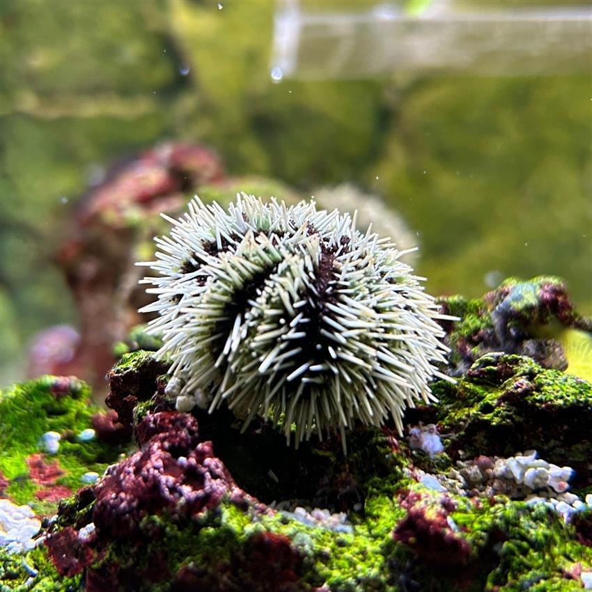 Urchins