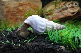 White Brotia herculea Snail