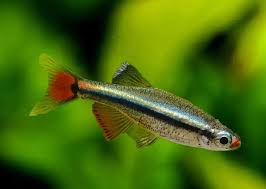 Community Fish