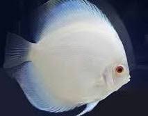 White Diamond Discus