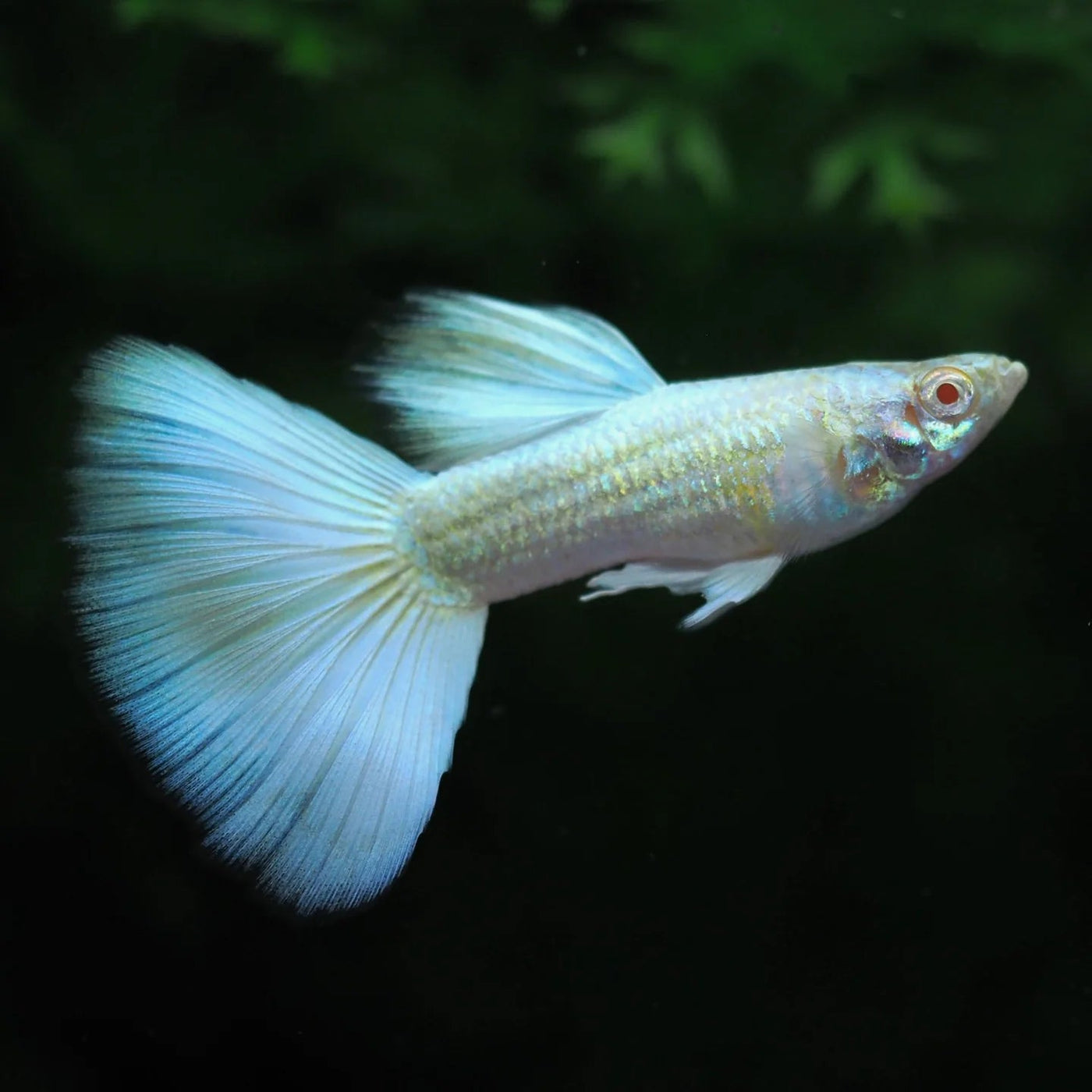 White Moscow Guppy Male