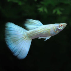 White Moscow Guppy Male