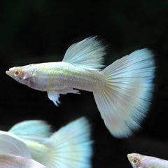 White Moscow Guppy Male