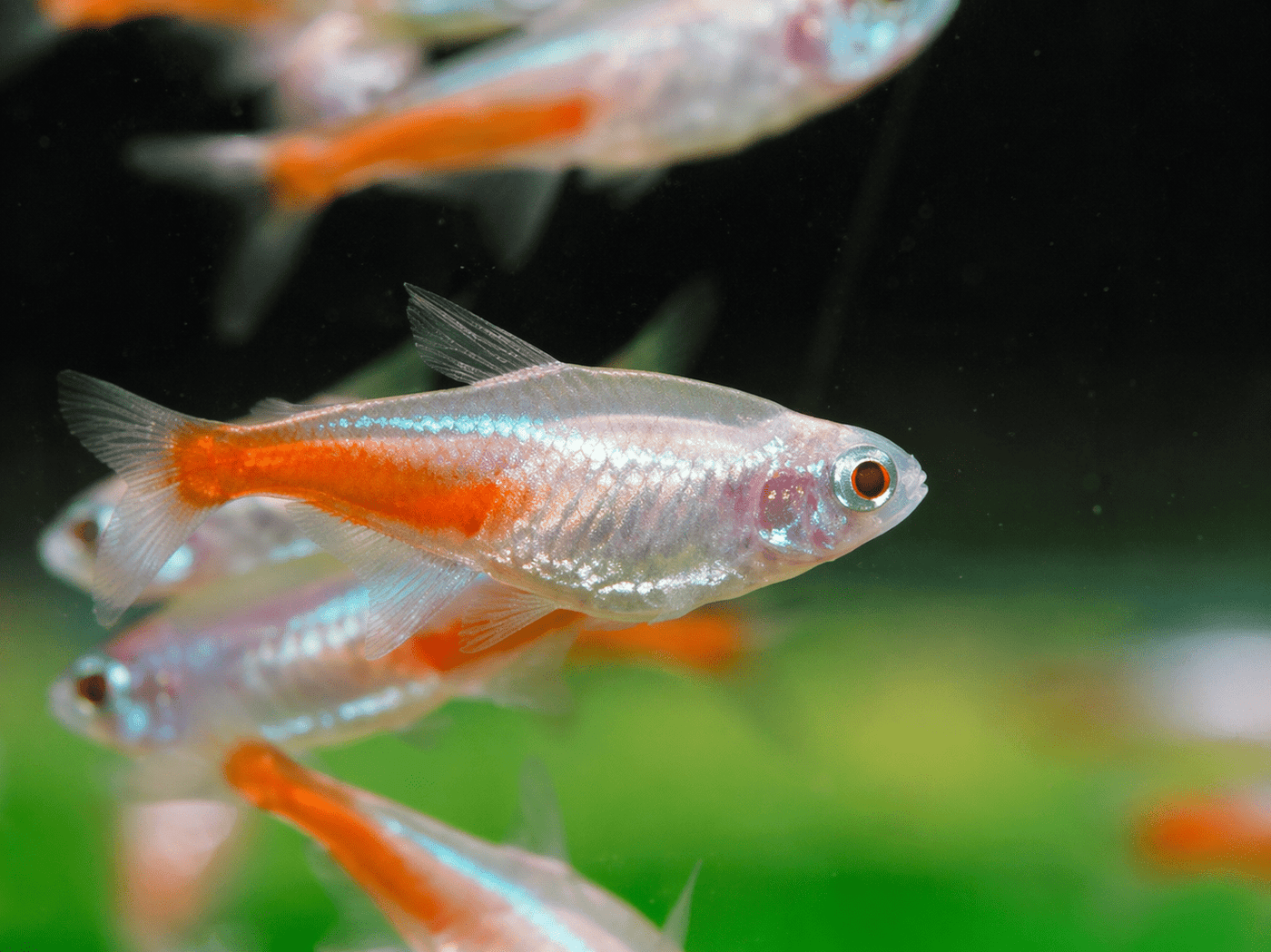 White Neon Tetra