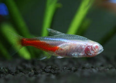 White Neon Tetra