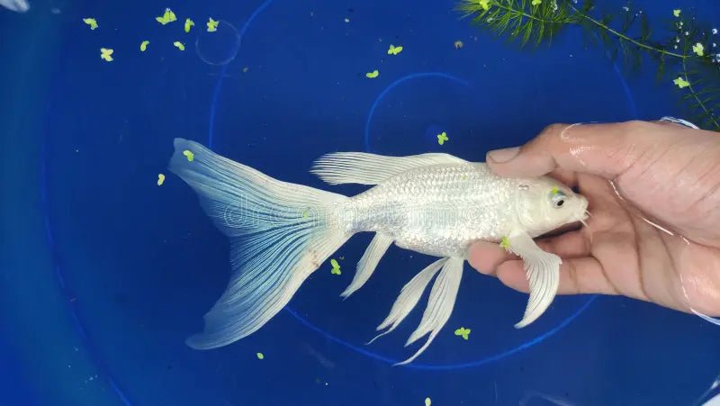 White Platinum Long Fin Koi - 12-14"