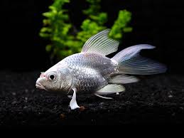White Platinum Long Fin Koi - 5"