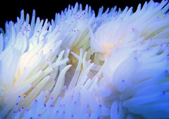 White Sebae Anemone - Medium