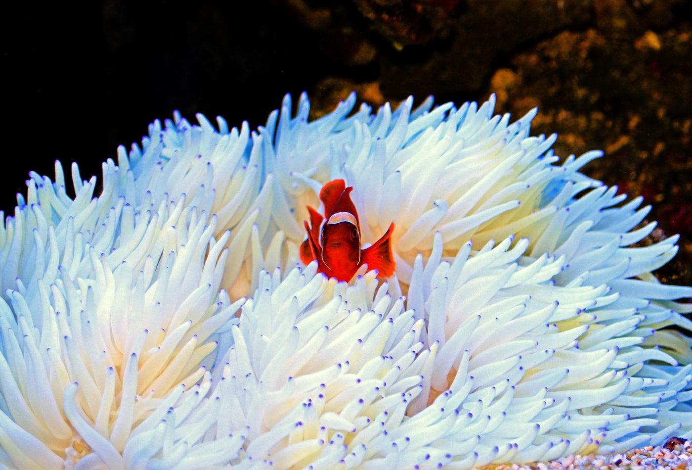 White Sebae Anemone - Medium