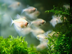 White Skirt Tetra