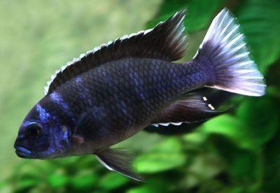 White Tail Acei