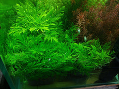 Wisteria Submerged Potted