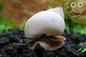 Wizard White Snail
