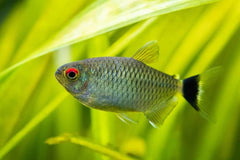 Balloon Red Eye Tetra