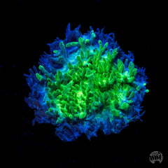 Blueberry Blast Hydnophora Coral - Frag