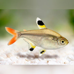 X-Ray Tetra