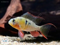 Platinum Ramirezi