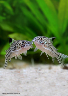 Julii Corydoras Tank Raised