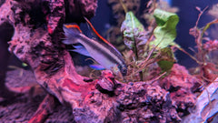 Rock Kribensis Cichlid