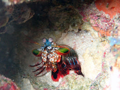 Mantis Shrimp - Medium