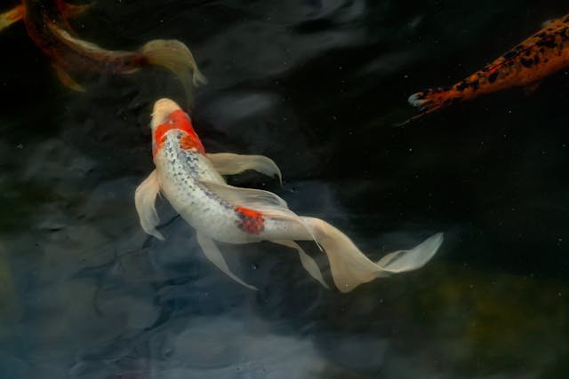 Yamato Long Fin Koi / Butterfly Koi