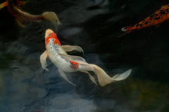 Yamato Long Fin Koi / Butterfly Koi