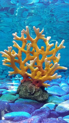 Yellow Acropora Austera Coral - Frag