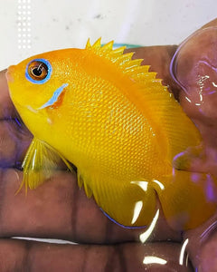 Yellow Angel - Medium