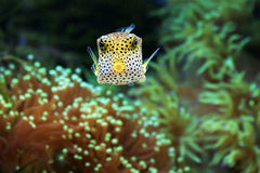 Yellow Boxfish