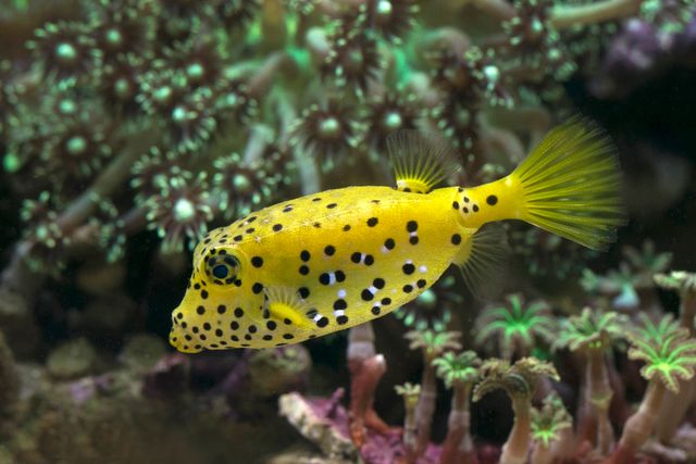 Yellow Boxfish