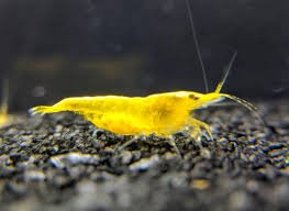 Yellow Gold Line Shrimp