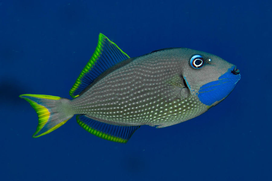 Triggerfish
