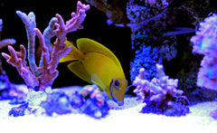 Yellow Mimic Tang - Medium