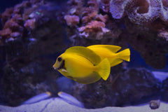 Yellow Mimic Tang - Small