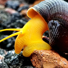 Yellow Rabbit Snail