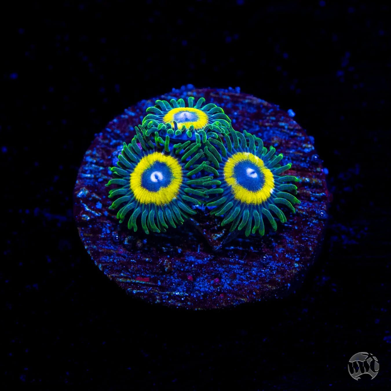 Yellow Submarine Zoanthid Polyp - Frag
