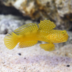 Yellow Watchman Goby - Small