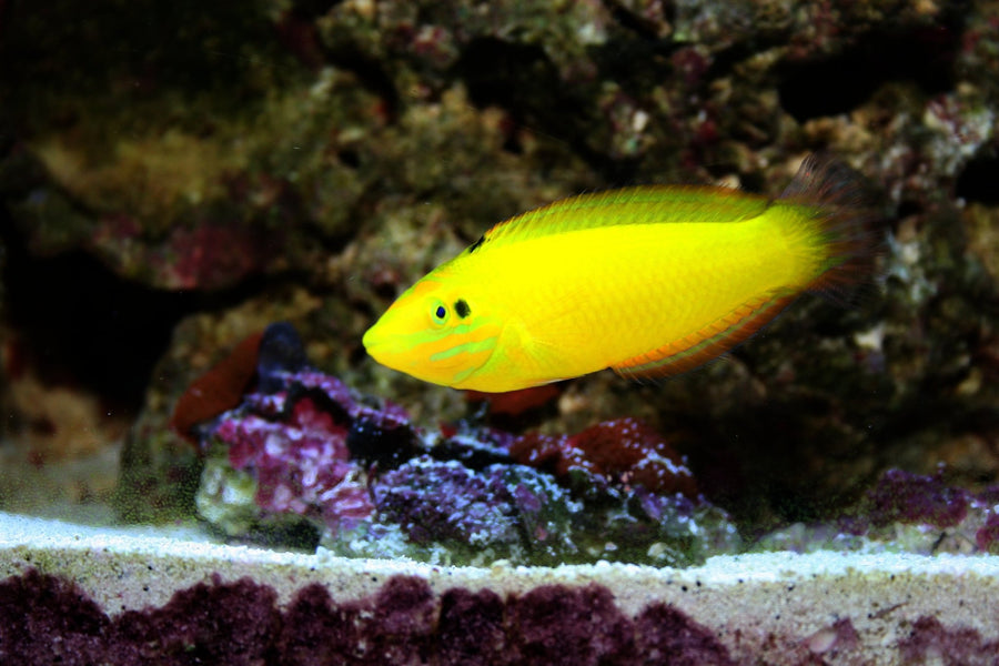 Wrasses