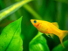 Gold Sailfin Molly