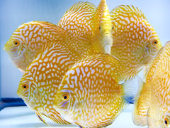 Pigeon Gold Discus