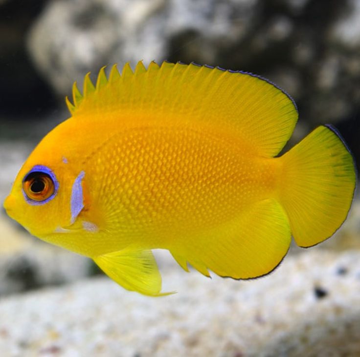 Dwarf Angelfish
