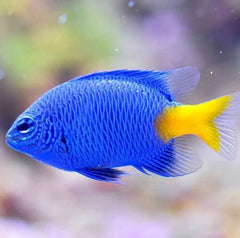 Yellowtail Blue Damsel