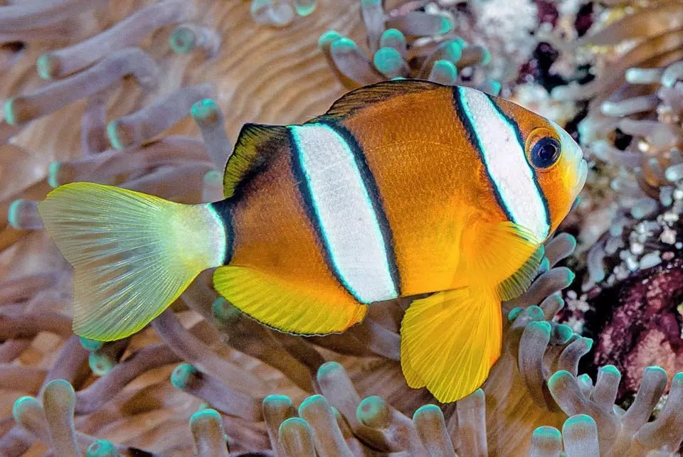 Yellowtail Clownfish / 3 Stripe