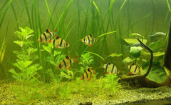 Longfin Tiger Barb