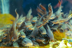 Granulated Catfish