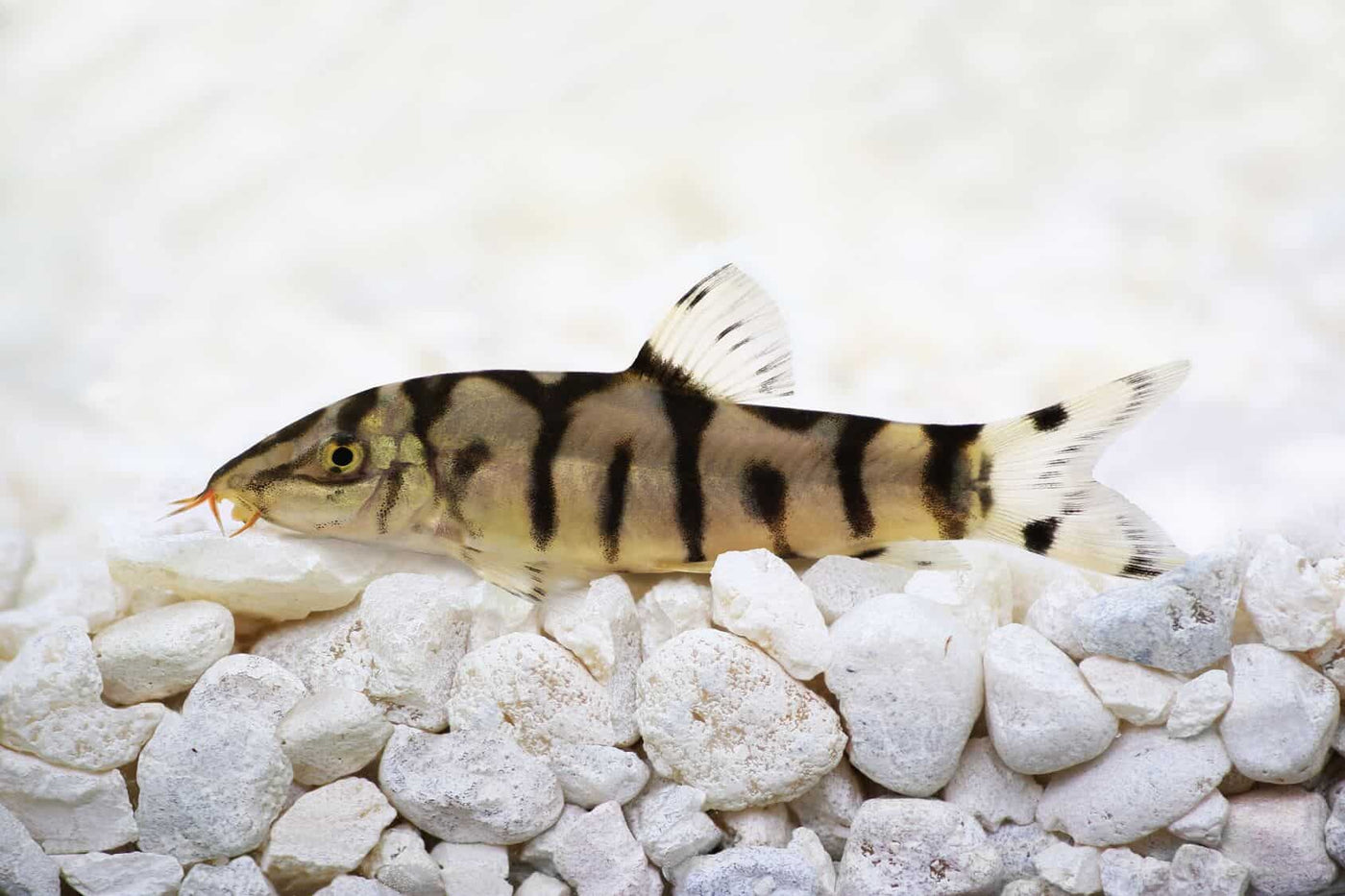 Loaches