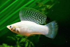 Yucatan Molly