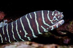 Zebra Moray Eel