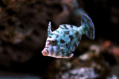 Aiptasia Eating Filefish - Medium